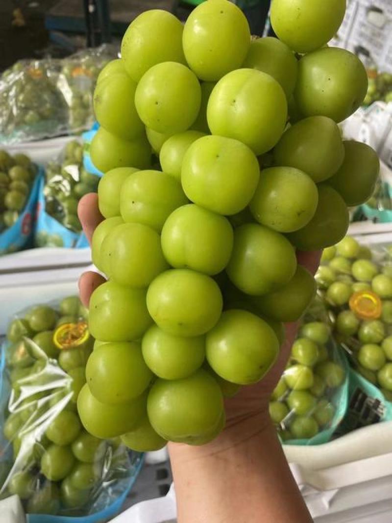 热卖推荐精品阳光玫瑰基地一手货源全国发货可视频