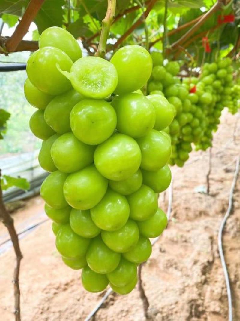 热卖推荐精品阳光玫瑰基地一手货源全国发货可视频
