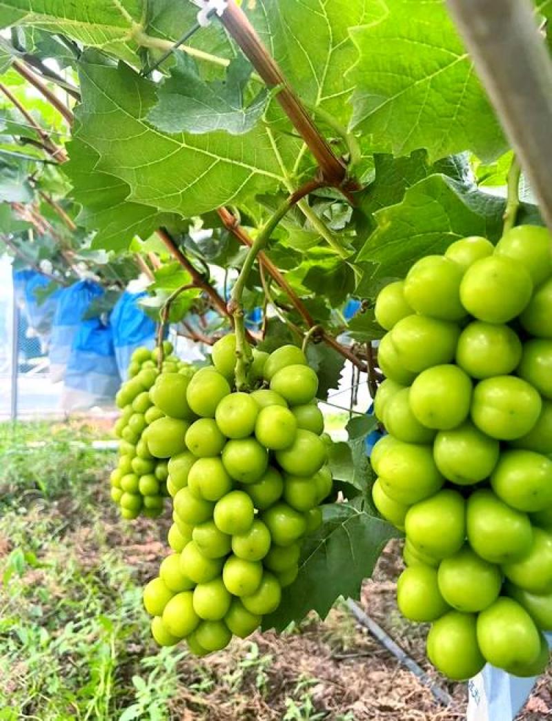 热卖推荐精品阳光玫瑰基地一手货源全国发货可视频