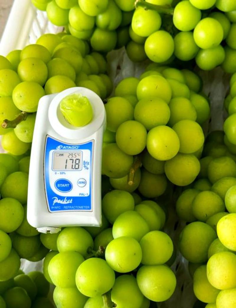 热卖推荐精品阳光玫瑰基地一手货源全国发货可视频
