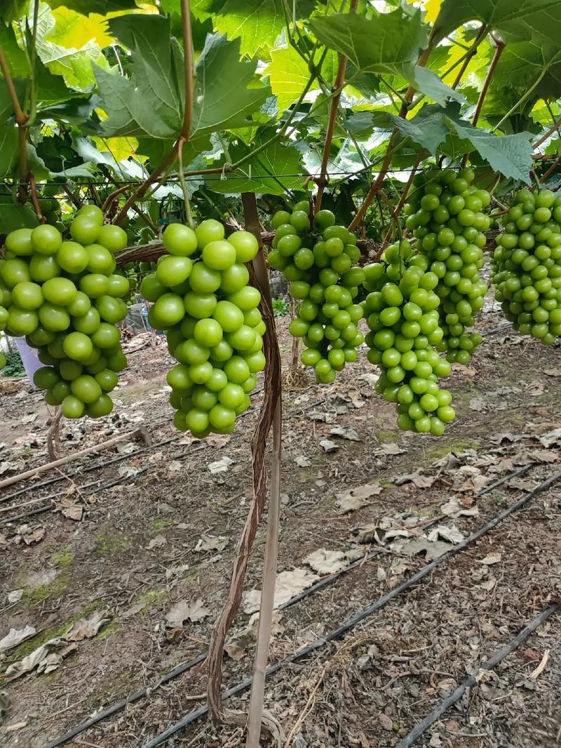 热卖推荐精品阳光玫瑰基地一手货源全国发货可视频