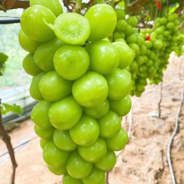 大荔阳光玫瑰冷库直发保质保量量大价优可视频