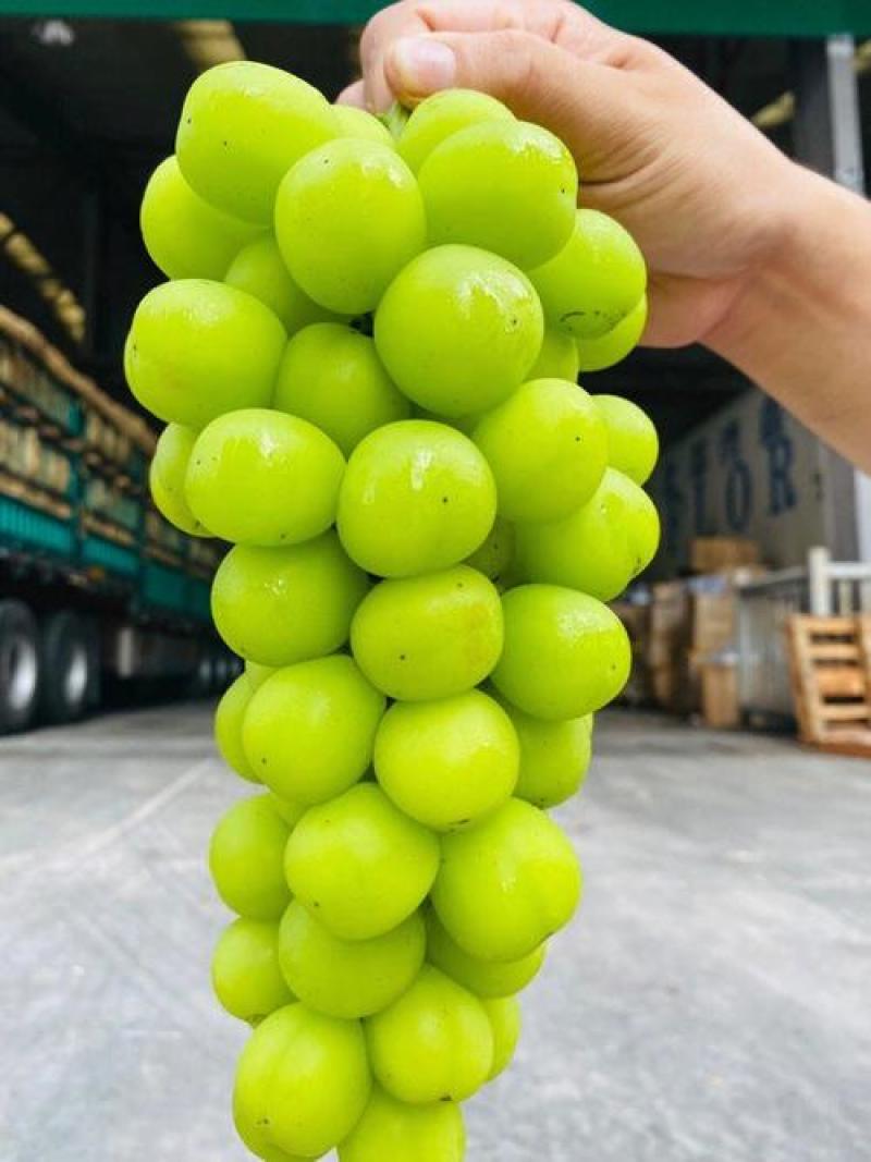 大荔阳光玫瑰冷库直发保质保量量大价优可视频