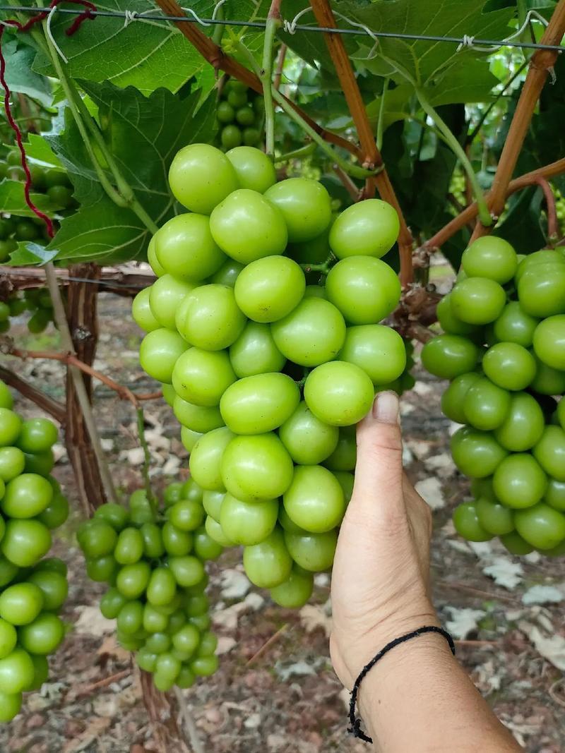 大荔阳光玫瑰冷库直发保质保量量大价优可视频