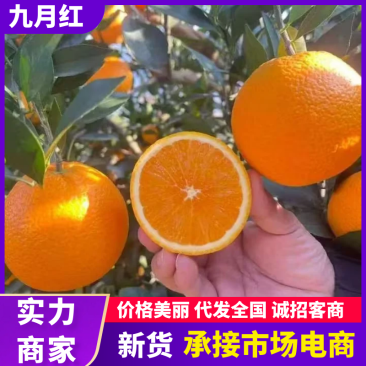 九月红脐橙九月红果冻橙秭归橙子现摘现发量大优惠