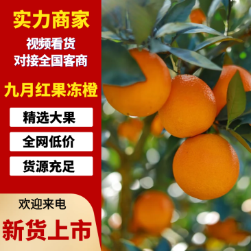 【精选】九月红脐橙皮薄多汁现摘现发保质保量
