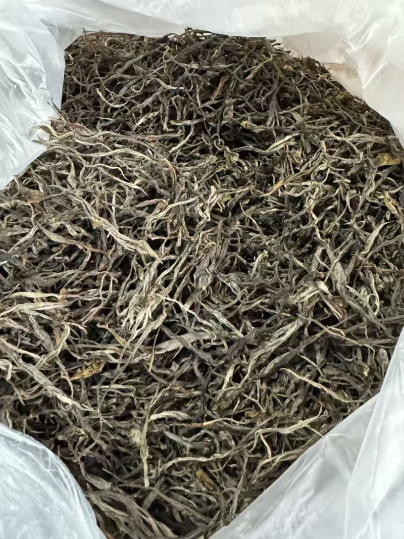 古树茶黄芽茶叶规格齐全茶汤浓郁口感好价格实惠欢迎联系