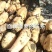精品白莲藕产地一手货源大量供应全国发货保质保量