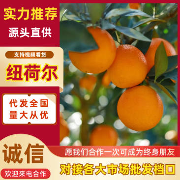 【热卖】纽荷尔脐橙湖北橙子货源充足保质保量