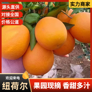 【推荐】纽荷尔脐橙湖北橙子产地直发量大从优