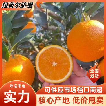 【精选】纽荷尔脐橙产地一手货源口感香甜个大均匀