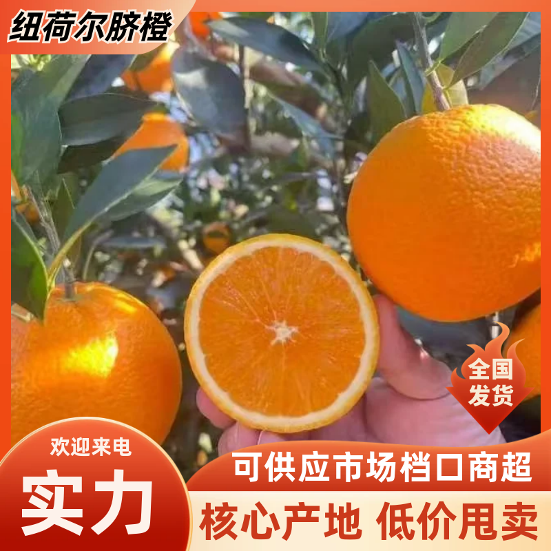 【精选】纽荷尔脐橙产地一手货源口感香甜个大均匀