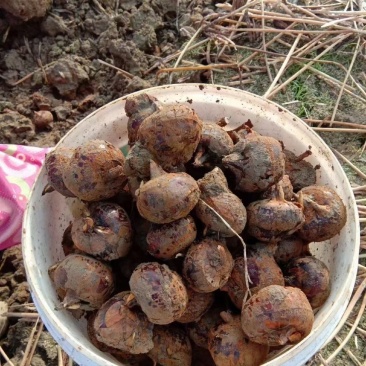 【湖北马蹄】精品荸荠奶油蜜甜清洗带泥真空均可全国发货