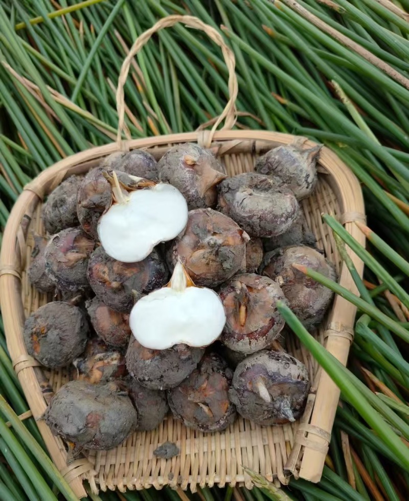 【湖北马蹄】精品荸荠奶油蜜甜清洗带泥真空均可全国发货
