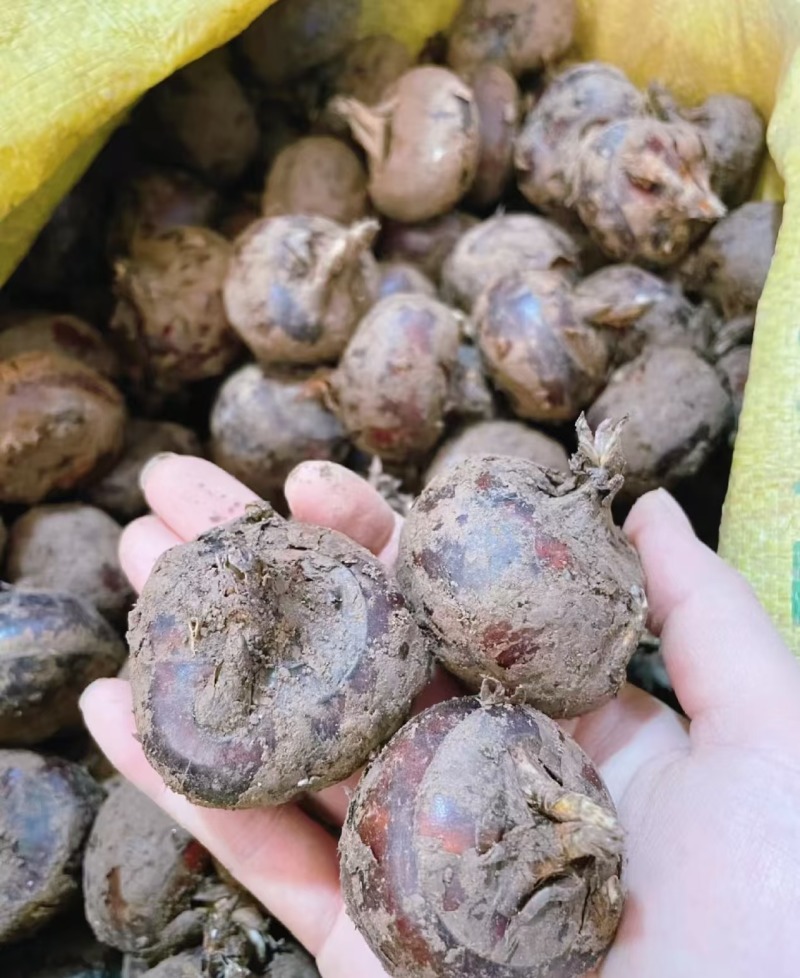 【湖北马蹄】精品荸荠奶油蜜甜清洗带泥真空均可全国发货