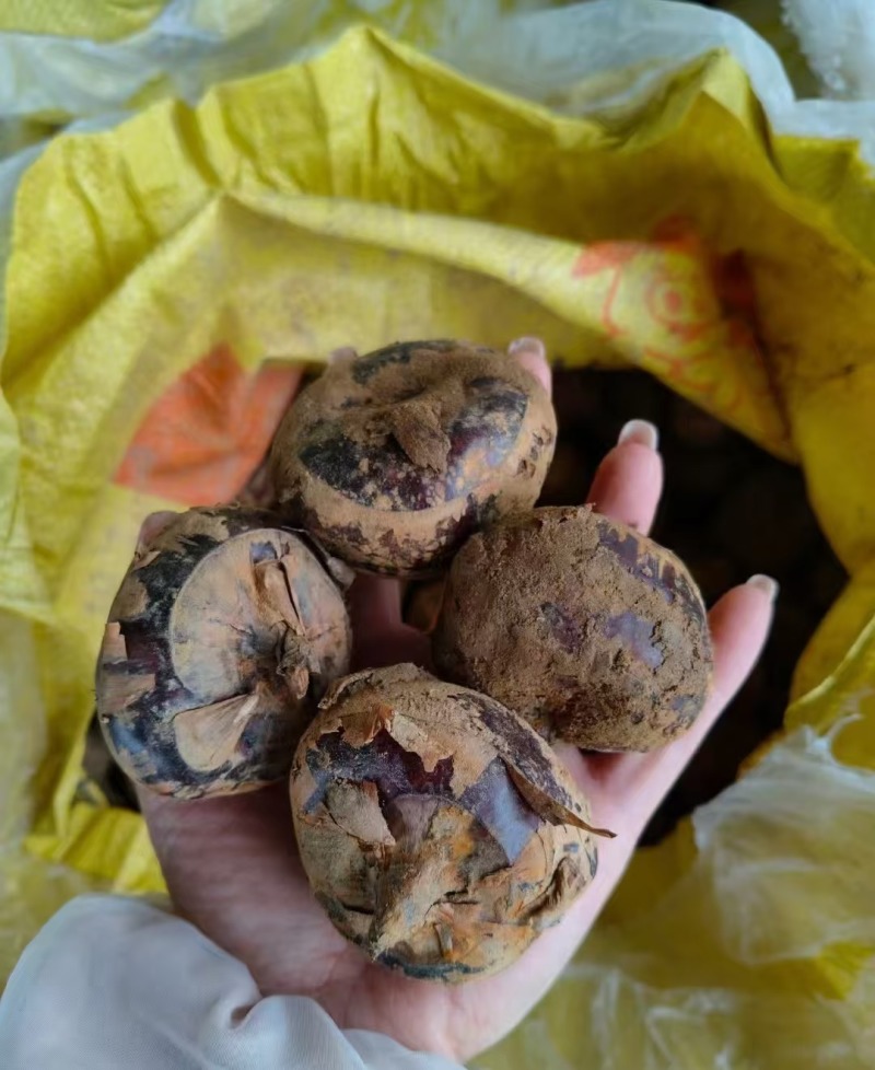 【湖北马蹄】精品荸荠奶油蜜甜清洗带泥真空均可全国发货