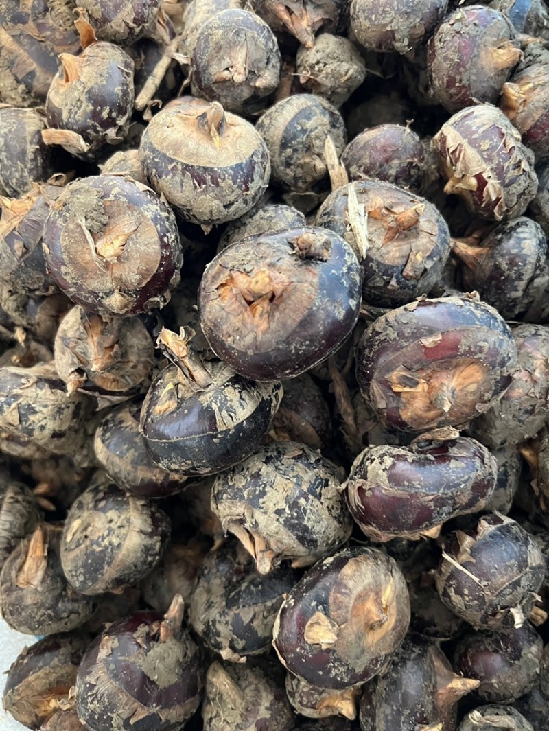 【湖北马蹄】精品荸荠奶油蜜甜清洗带泥真空均可全国发货