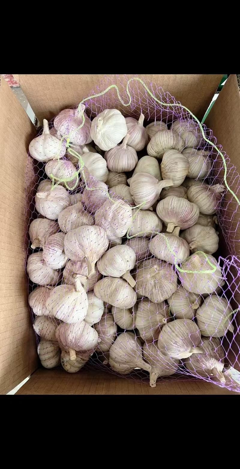 自产自销金乡大蒜皮红瓣大辣味香浓价格低包上车