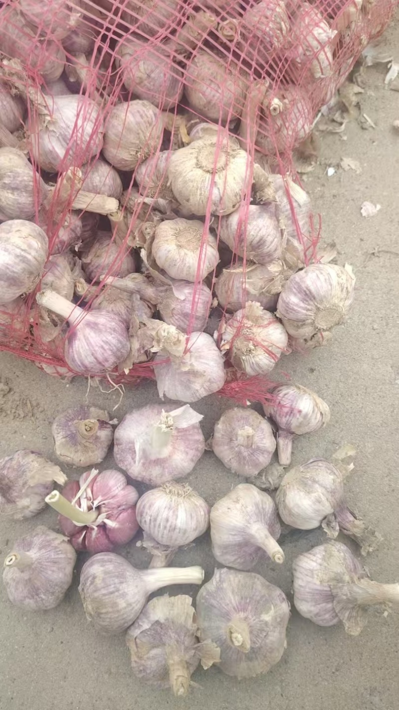自产自销金乡大蒜皮红瓣大辣味香浓价格低包上车