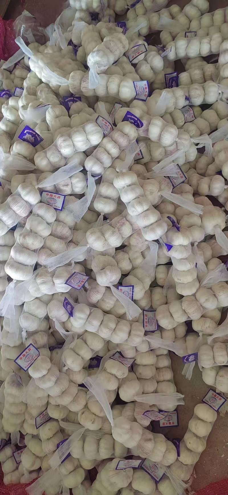 自产自销金乡大蒜皮红瓣大辣味香浓价格低包上车