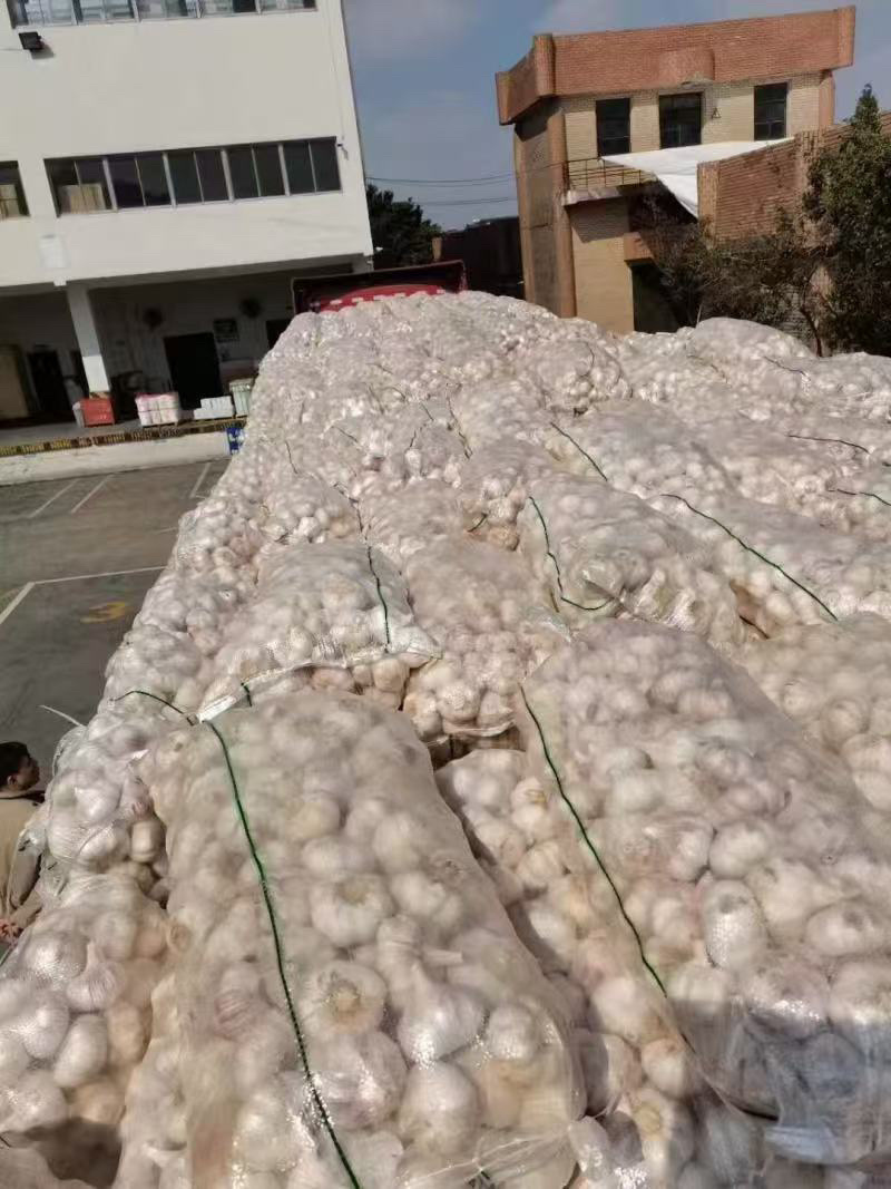 自产自销金乡大蒜皮红瓣大辣味香浓价格低包上车