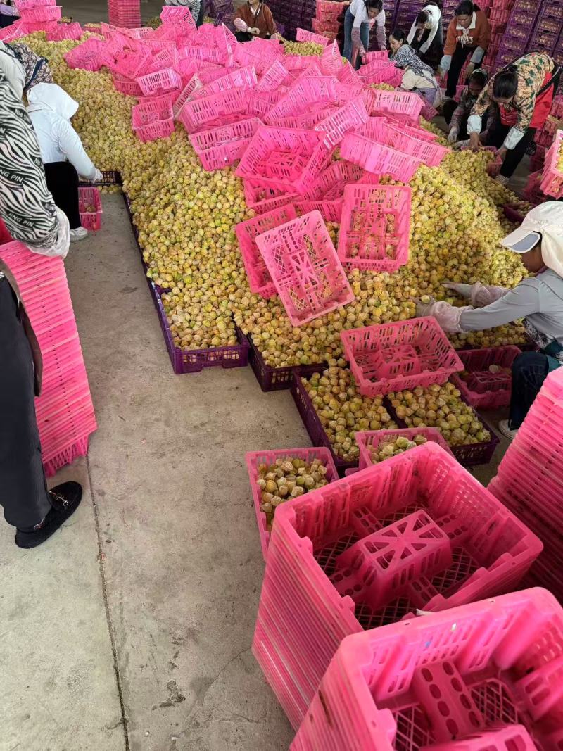 菇凉果灯笼果云南水果姑娘果云南特产口感独特价格实惠营养丰富