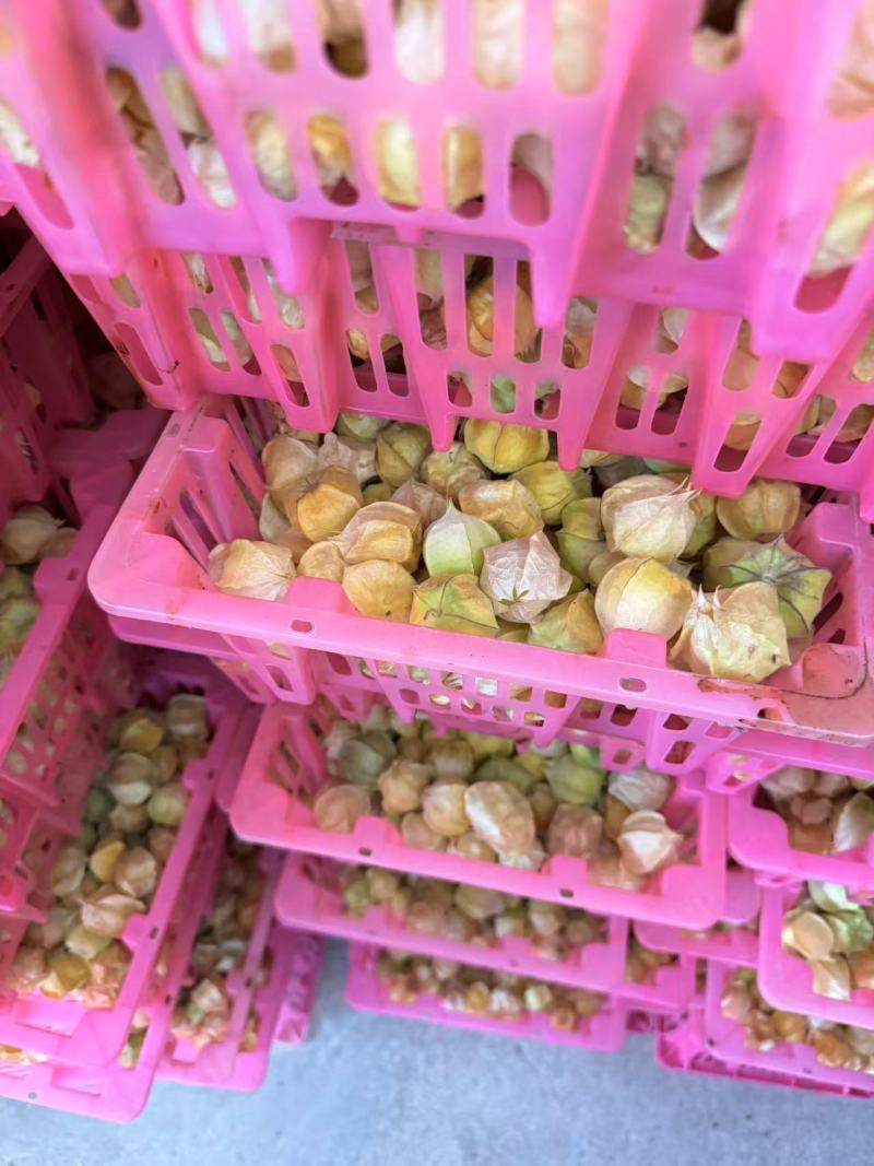 菇凉果灯笼果云南水果姑娘果云南特产口感独特价格实惠营养丰富