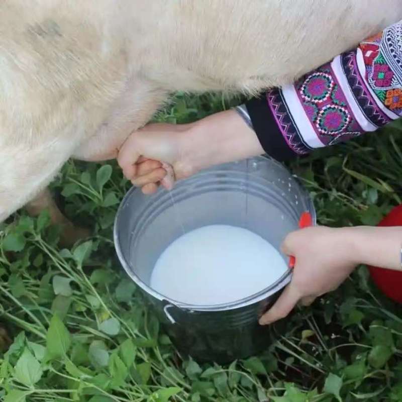 乳饼新鲜羊奶制作的乳饼软糯香甜一手货源欢迎咨询