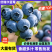 【全国可发】莒县精品优瑞卡蓝莓种植基地直发协助装车