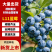【特级L11蓝莓】货源地直发诚信经营优质品种口感香甜赞！