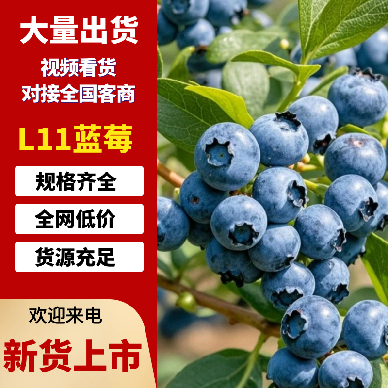 【特级L11蓝莓】货源地直发诚信经营优质品种口感香甜赞！