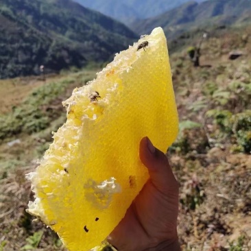 蜂蜜野生蜂蜜现割现发一手货源量大从优欢迎来电