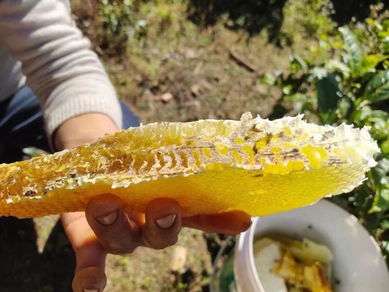 蜂蜜野生蜂蜜现割现发一手货源量大从优欢迎来电