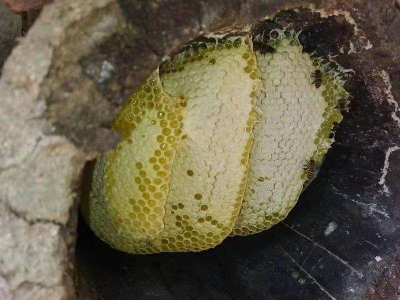 蜂蜜野生蜂蜜现割现发一手货源量大从优欢迎来电