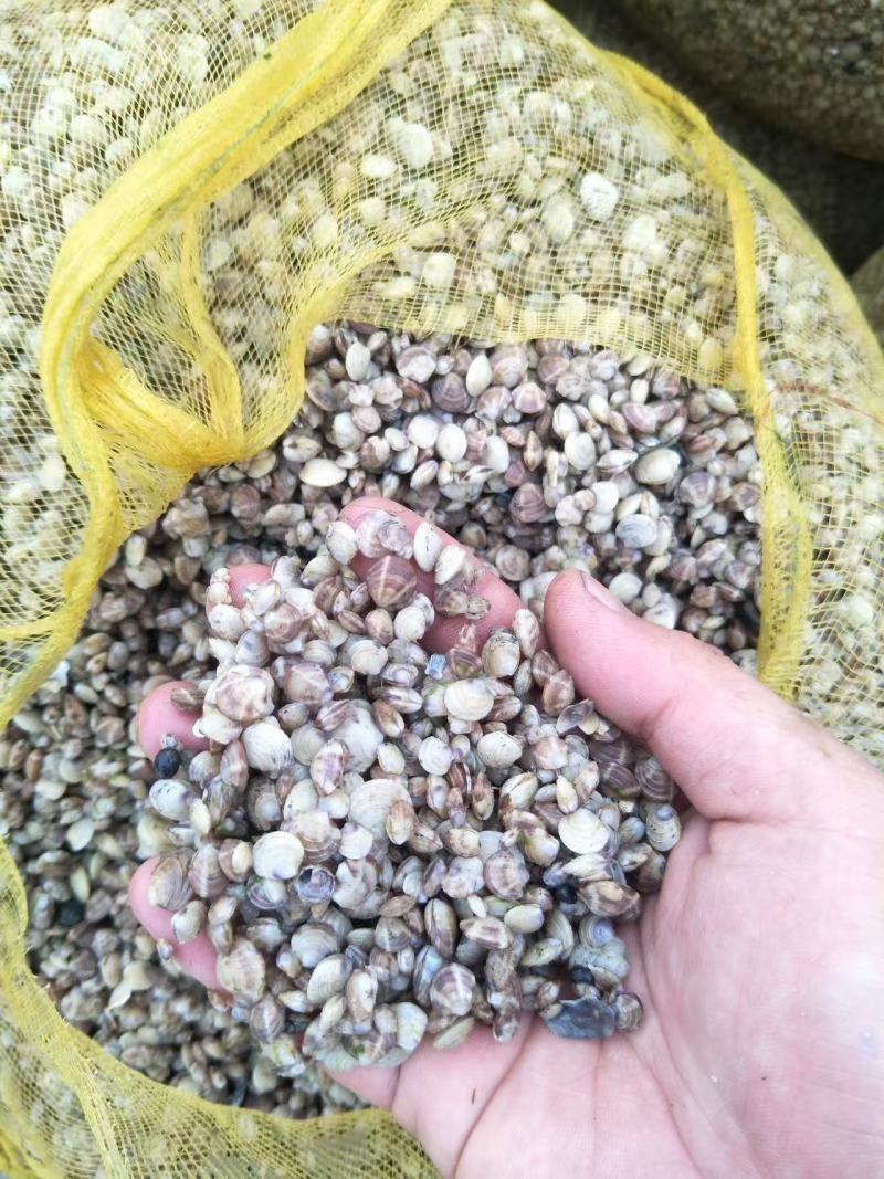 【美洲帘苗】蛤蜊苗福建养殖基地直供质量保证成活率高