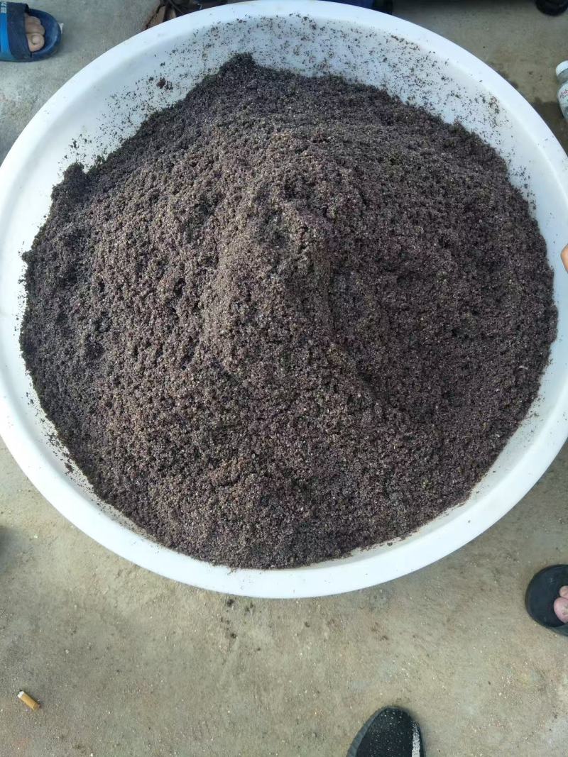 【美洲帘苗】蛤蜊苗福建养殖基地直供质量保证成活率高