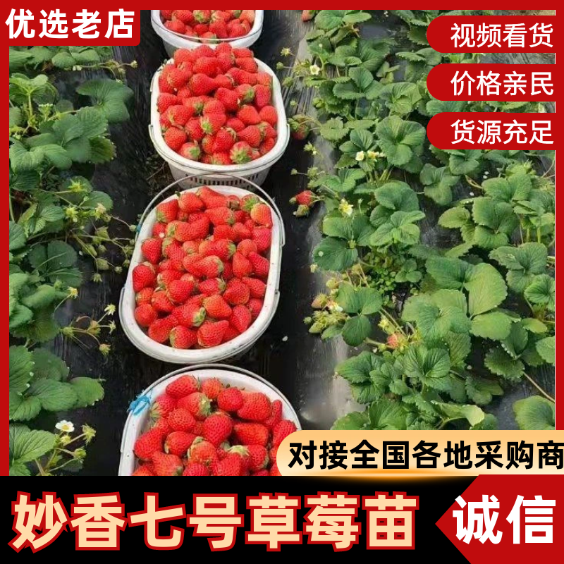 正宗脱毒草莓苗现挖现发成活率高量大优惠