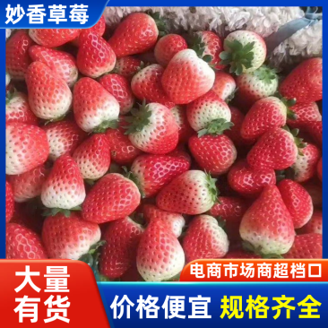 【精品】山东草莓基地妙香草莓一手货源对接电商市场批发