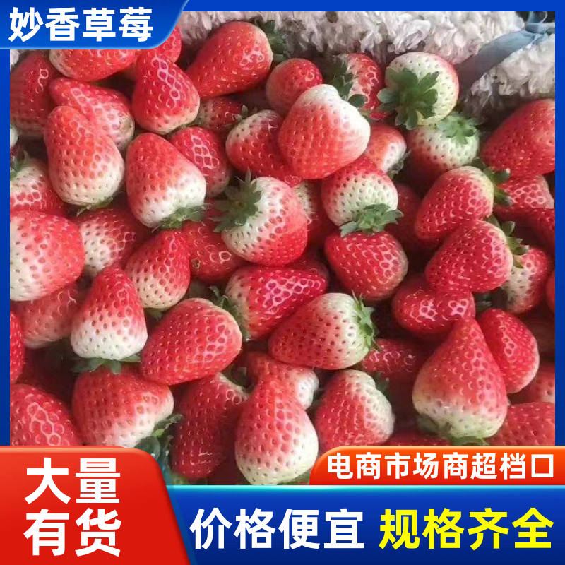 【精品】山东草莓基地妙香草莓一手货源对接电商市场批发
