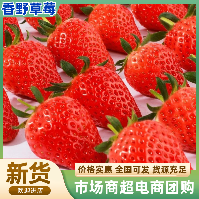 精品草莓隋珠草莓（香野草莓）一手货源产地直发