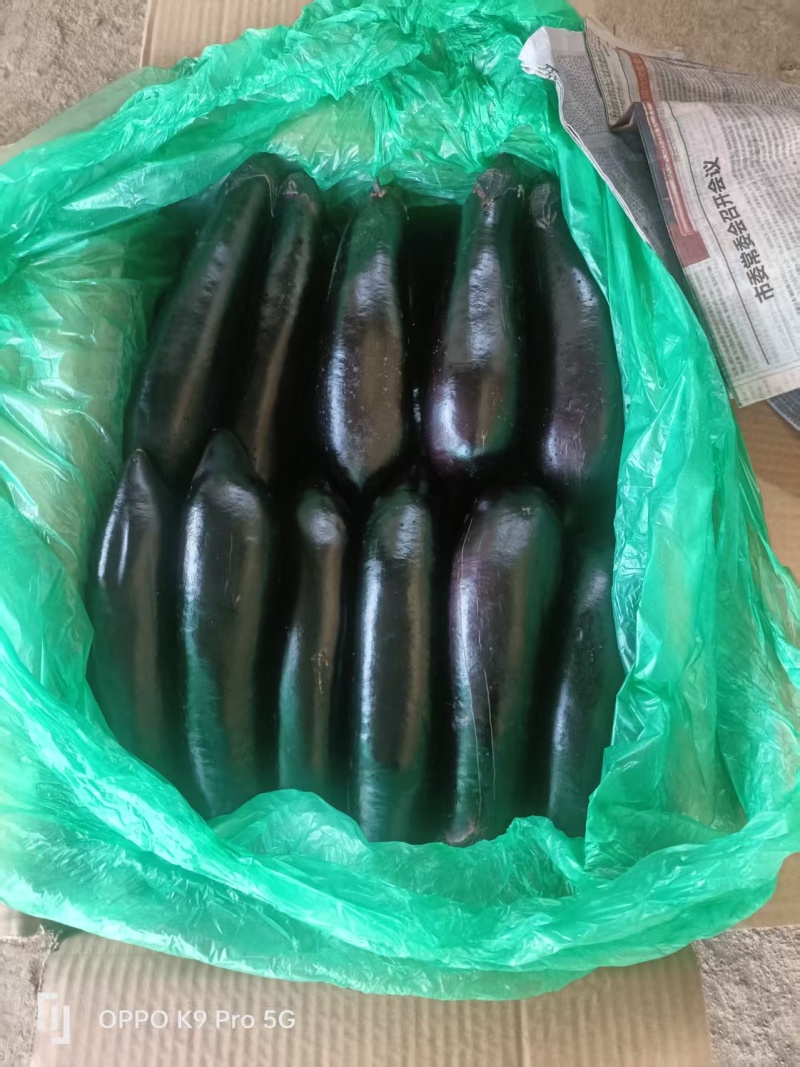 云南精品墨茄，新鲜上市，品质保证，量大从优，欢迎咨询