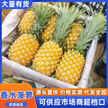 菠萝/广东菠萝/香水菠萝/徐闻菠萝/巴厘菠/农户自发