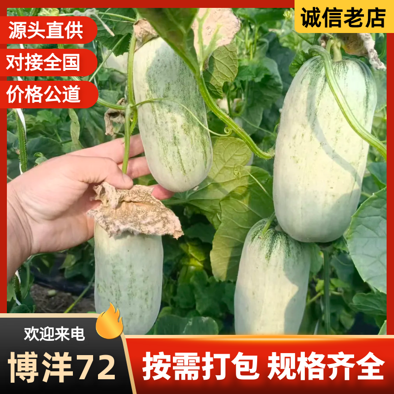 博洋72暖棚甜瓜博洋61博洋九甜瓜产地量大口感好定棚
