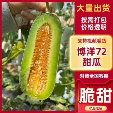 博洋72暖棚甜瓜博洋61博洋九甜瓜产地量大口感好定棚