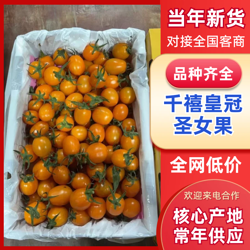 香芒皇后千喜皇冠圣女果产地供应链欢迎团购前来合作共赢