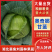 奥奇娜甘蓝甘蓝铁头包菜大量上市一手货源价格合理