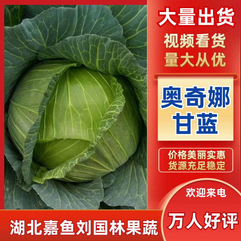 奥奇娜甘蓝甘蓝铁头包菜大量上市一手货源价格合理