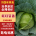 【品种多样】旺旺甘蓝扁包菜大量上市价格实惠进店咨询