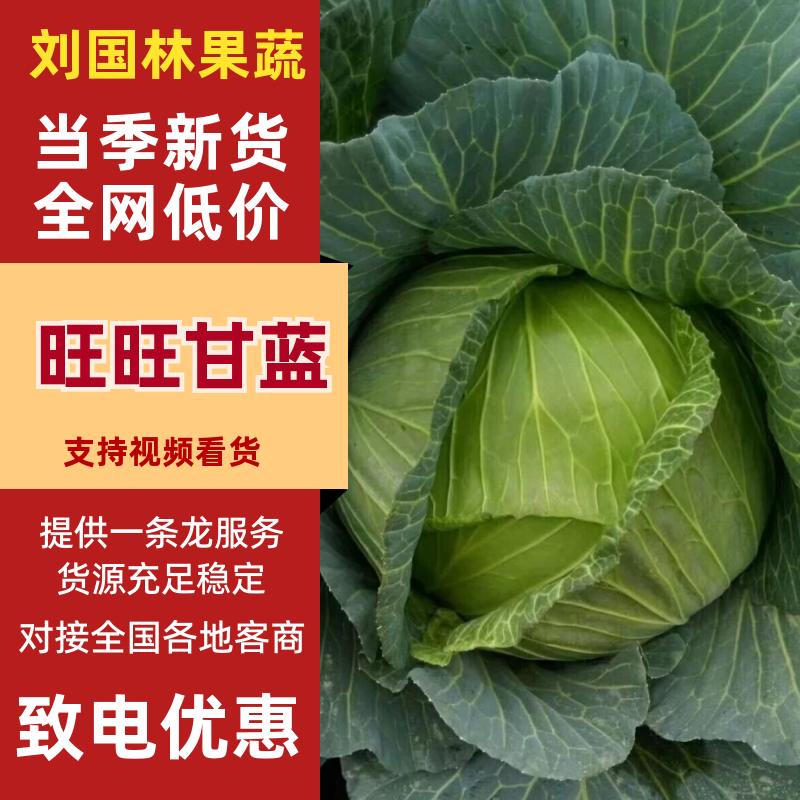 【品种多样】旺旺甘蓝扁包菜大量上市价格实惠进店咨询