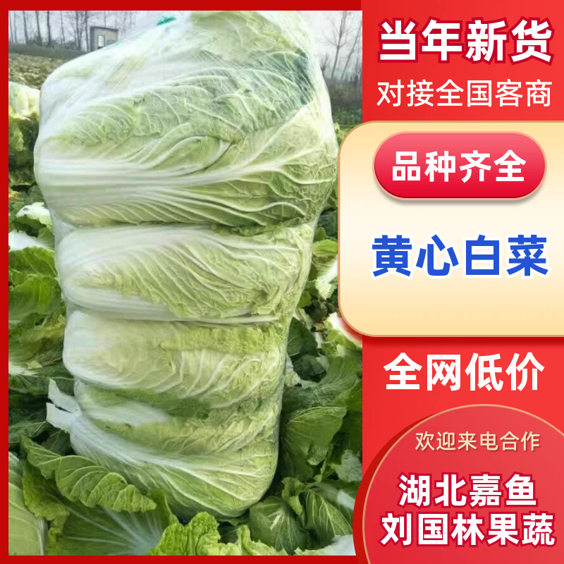 精品黄心白菜基地直发价格随行变动电话咨询发货迅速